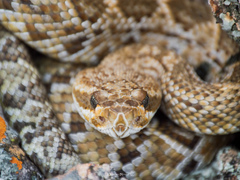 Crotalus molossus oaxacus