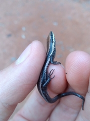Notomabuya frenata