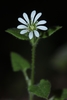 Mexican Chickweed - Photo (c) Alfonso Gutiérrez Aldana, some rights reserved (CC BY-NC), uploaded by Alfonso Gutiérrez Aldana