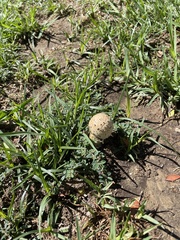 Agaricus deserticola