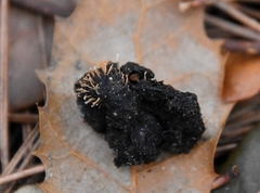 Stilbella fimetaria