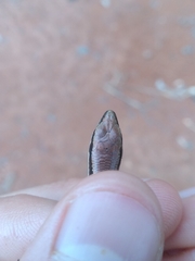 Notomabuya frenata
