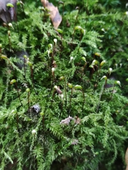 Brachythecium rutabulum