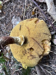 Suillus glandulosus