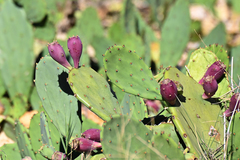 Opuntia anahuacensis