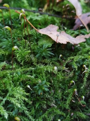 Brachythecium rutabulum