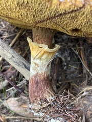 Suillus glandulosus