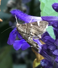 Hymenia