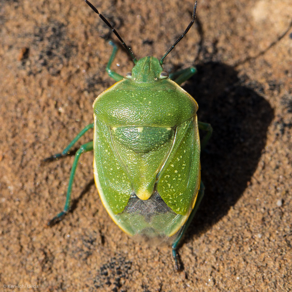 Uhler's Stink Bug