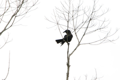 Corvus jamaicensis