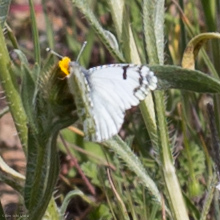 Anthocharis cethura morrisoni