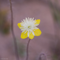 Platystemon californicus