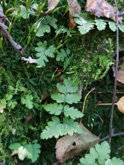 Dryopteris carthusiana
