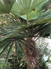 Rhapis excelsa