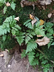 Dryopteris carthusiana