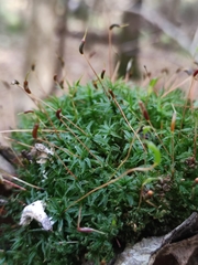 Atrichum undulatum