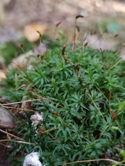 Atrichum undulatum