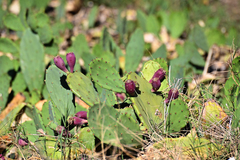 Opuntia anahuacensis
