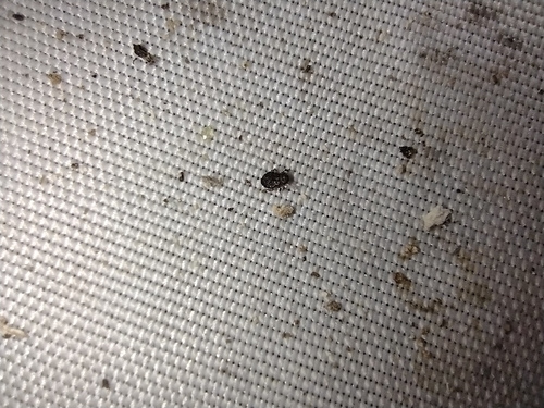 pavšovité (Psocidae)