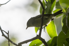 Vireo modestus