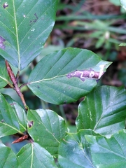 Stigmella tityrella