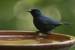 Euneornis campestris