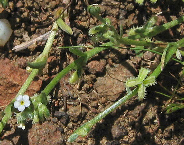 sagebrush combseed (Pectocarya linearis) - Botanical Realm