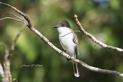 Tyrannus caudifasciatus