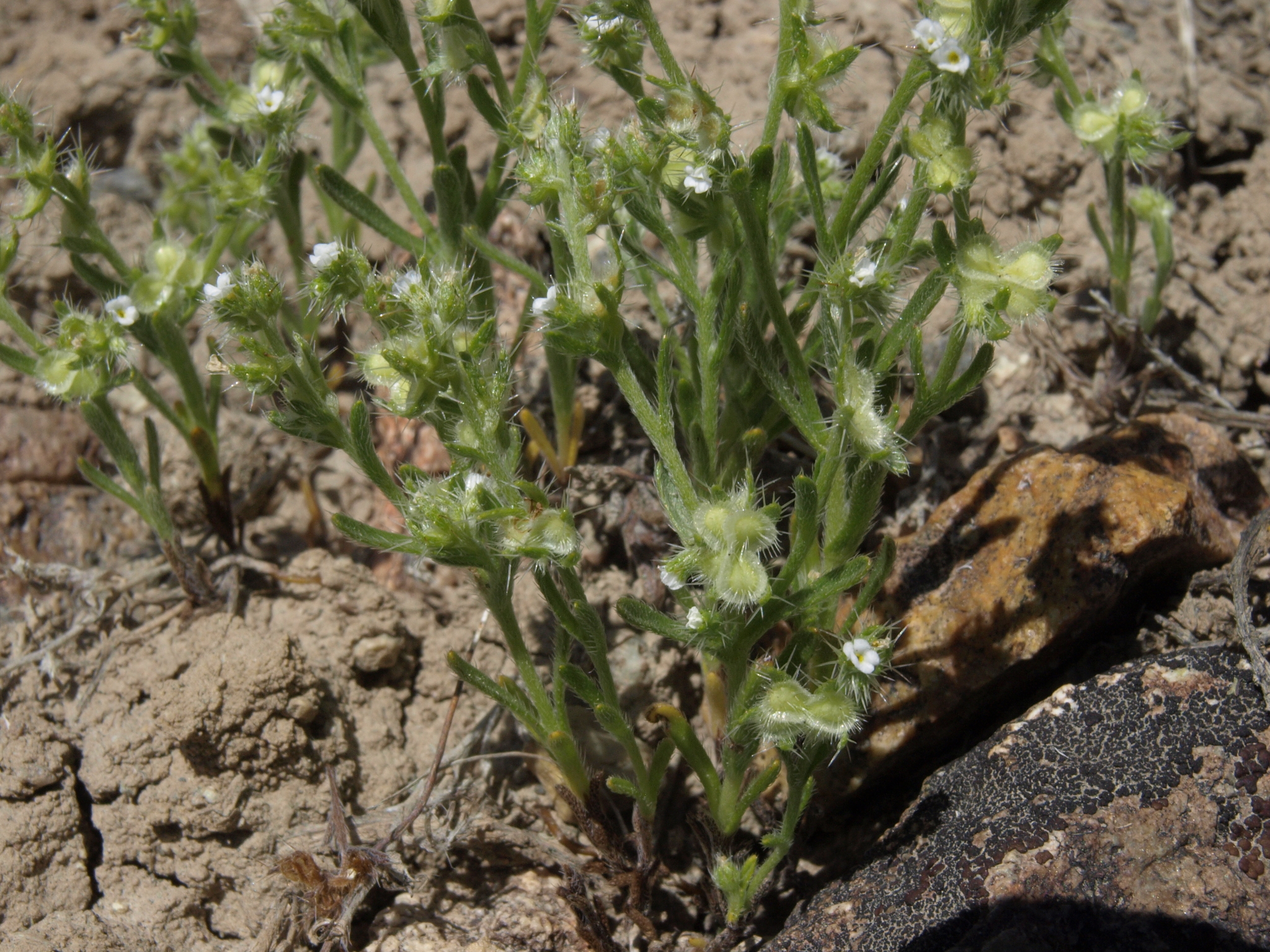 Pectocarya setosa