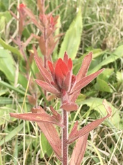Castilleja arvensis pastorei