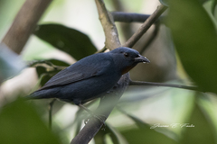 Euneornis campestris
