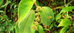 Miconia dependens
