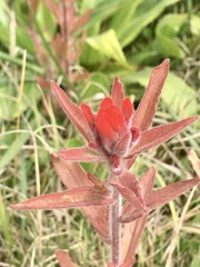 Castilleja arvensis pastorei