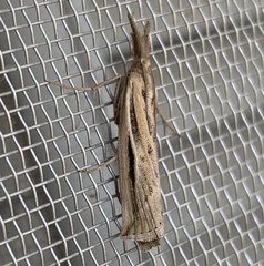 Thaumatopsis pexellus