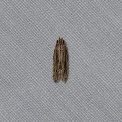 Spinitibia hodgesi