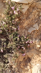 Erica manipuliflora