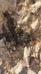 Erica manipuliflora