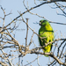 Black-billed Parrot - Photo (c) Jerome Foster, some rights reserved (CC BY-NC-ND), uploaded by Jerome Foster