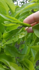 Celticecis spiniformis