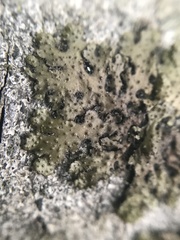 Melanohalea exasperata