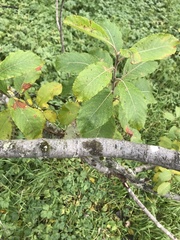 Melanohalea exasperata