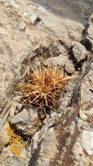 Centaurea raphanina mixta