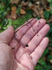 Scrophularia nodosa