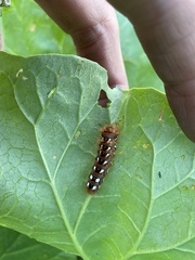 Acronicta rumicis