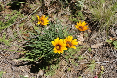 Gazania ciliaris
