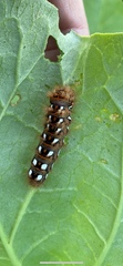 Acronicta rumicis