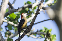 Melanerpes radiolatus