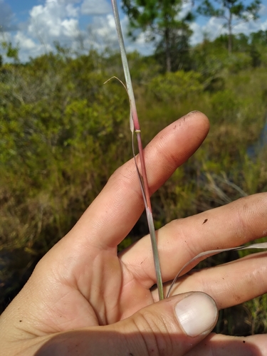 Image of White Bluestem (Anatherum dealbatum) by (c) Scott Ward, some rights reserved (CC BY)