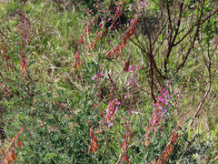 Lessertia brachystachya