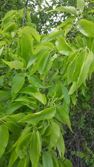 Celticecis spiniformis